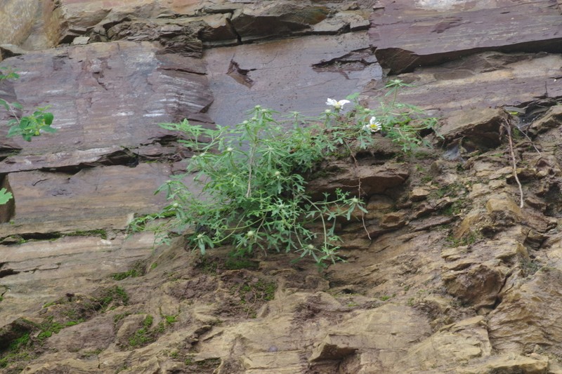 Opisthopappus taihangensis photo 4