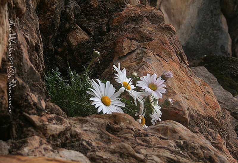 Opisthopappus taihangensis photo 7