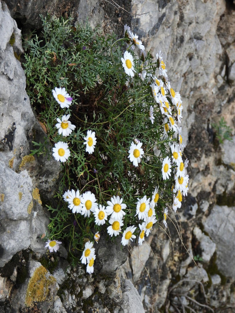 Opisthopappus taihangensis photo 8