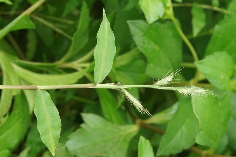 Burmann's Basketgrass photo 2