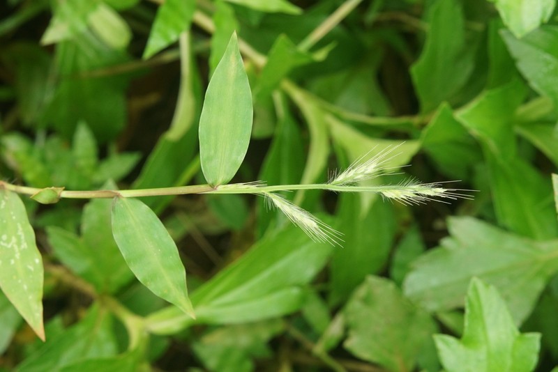 Burmann's Basketgrass photo 3