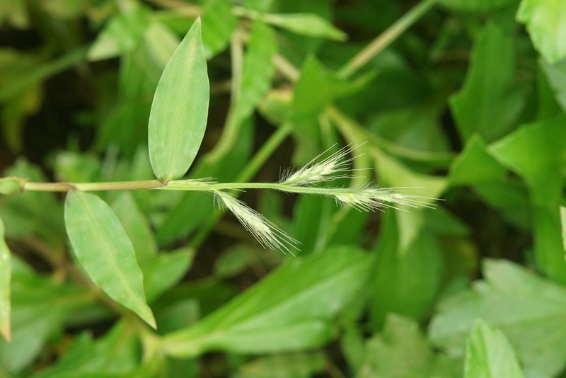 Burmann's Basketgrass photo 4