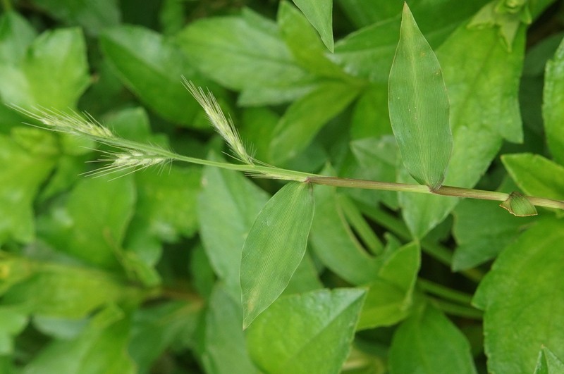 Burmann's Basketgrass photo 5