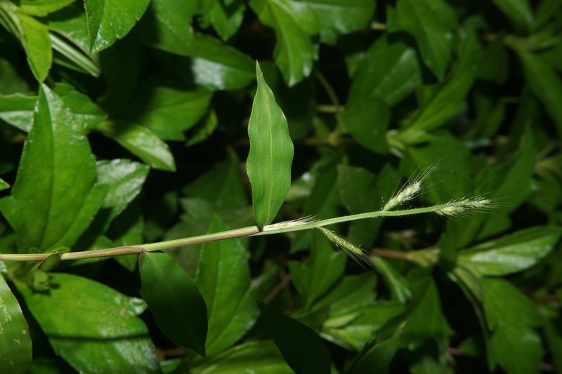 Burmann's Basketgrass photo 6