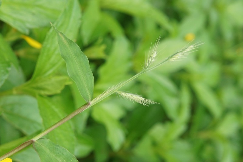 Burmann's Basketgrass