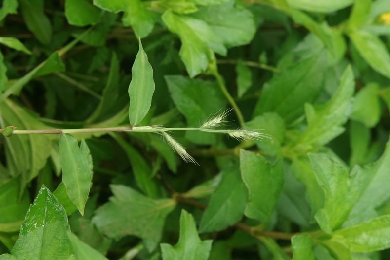 Burmann's Basketgrass photo 7