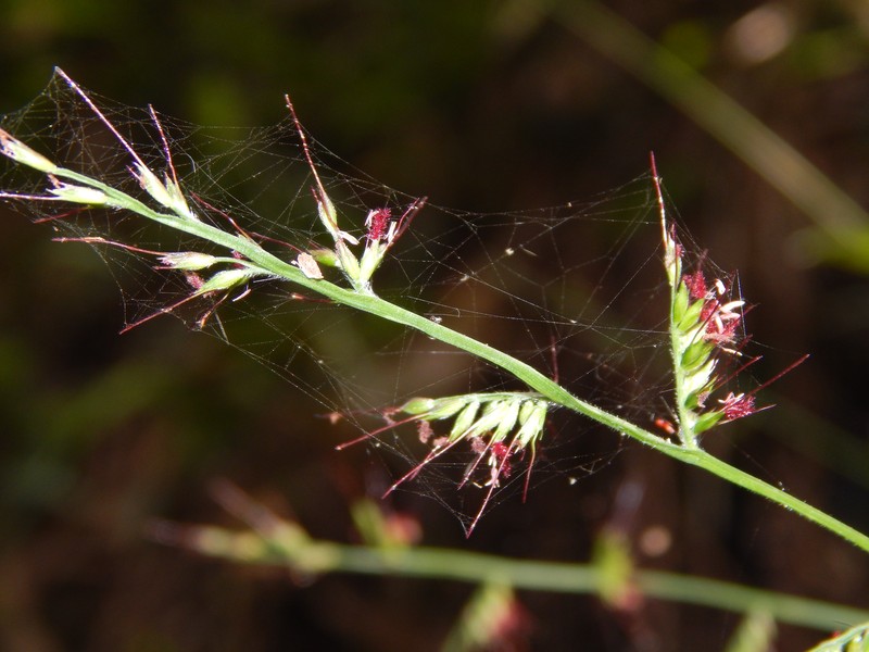 Basketgrass photo 5