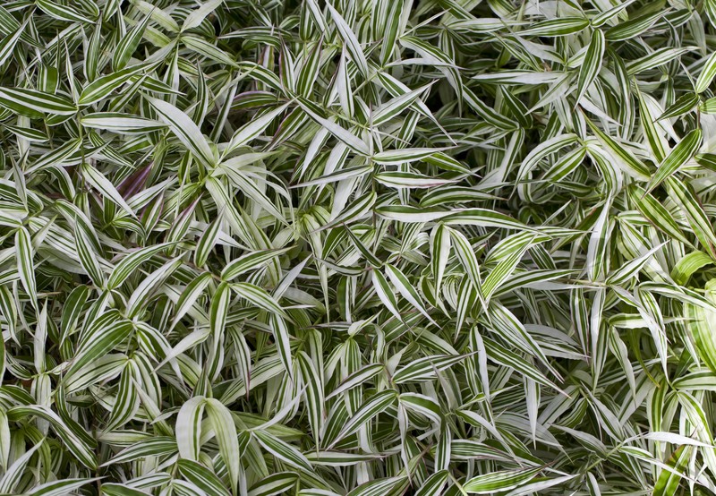 Basketgrass photo 2