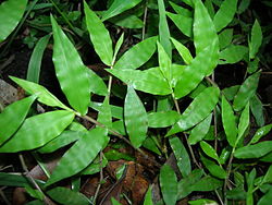 Basketgrass