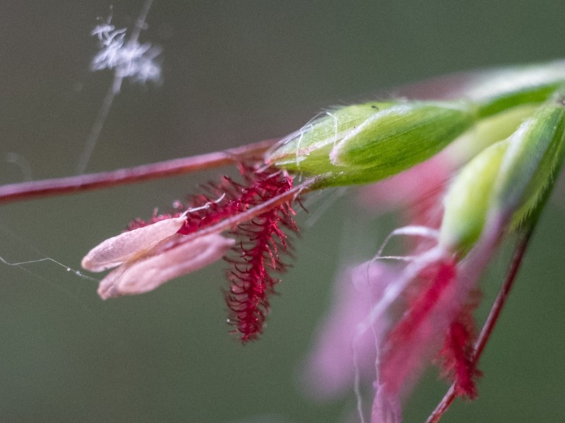Basketgrass photo 4