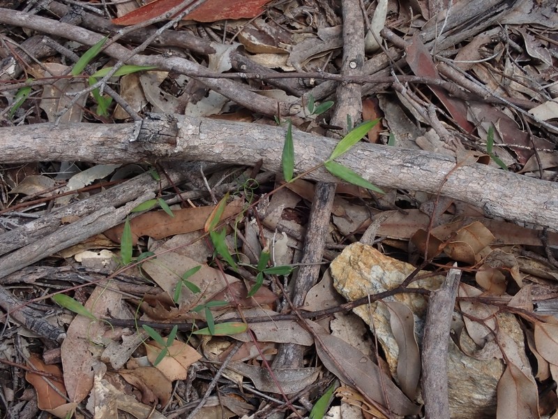 Basketgrass photo 5