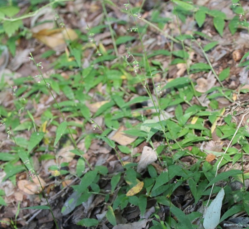 Basketgrass photo 6