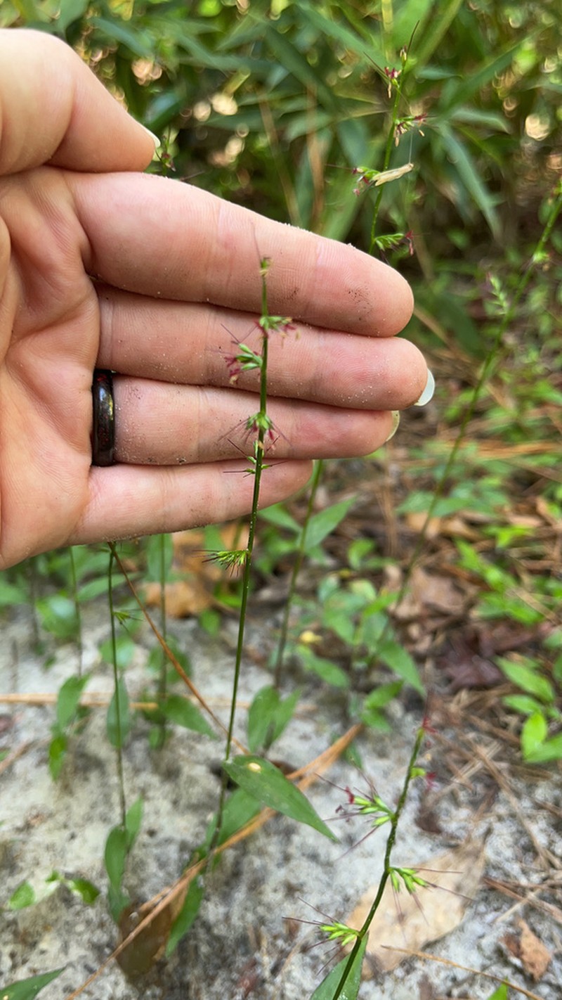 Basketgrass photo 7