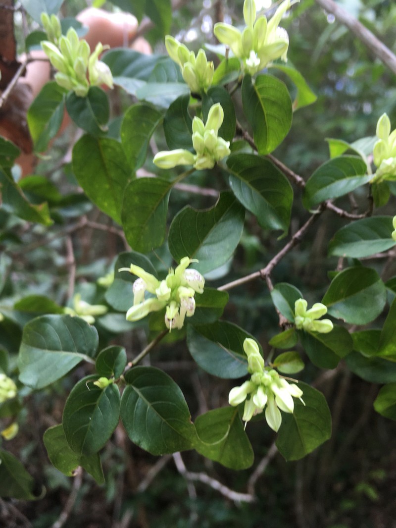 Oplonia acuminata