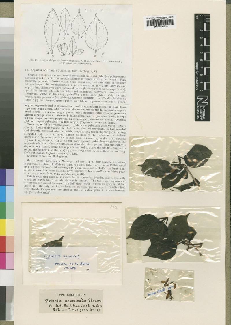 Oplonia acuminata photo 2