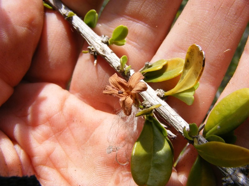 Oplonia armata photo 2