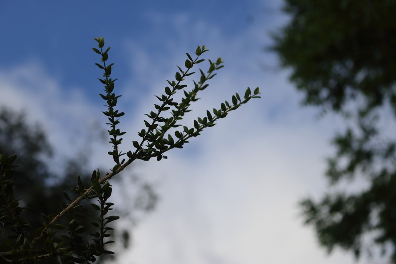 Oplonia armata photo 3