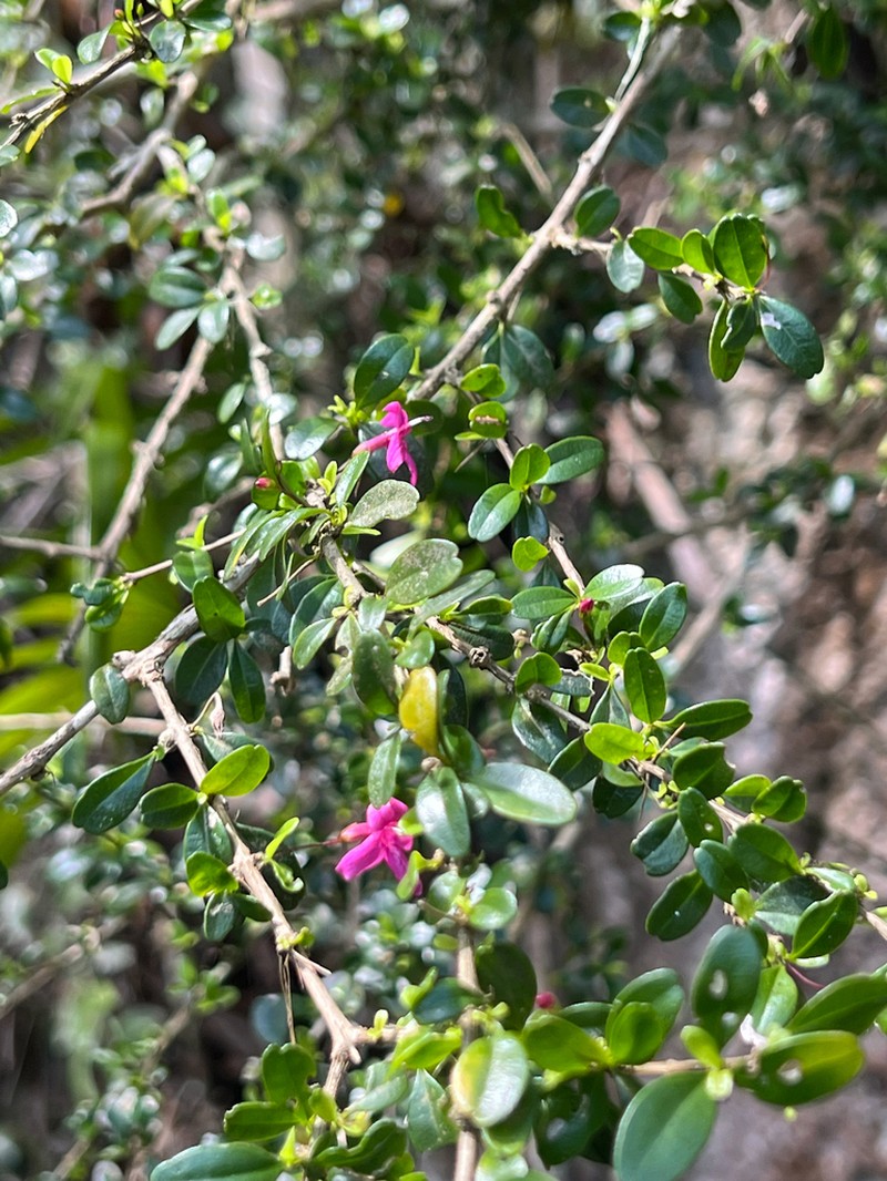Oplonia armata photo 6