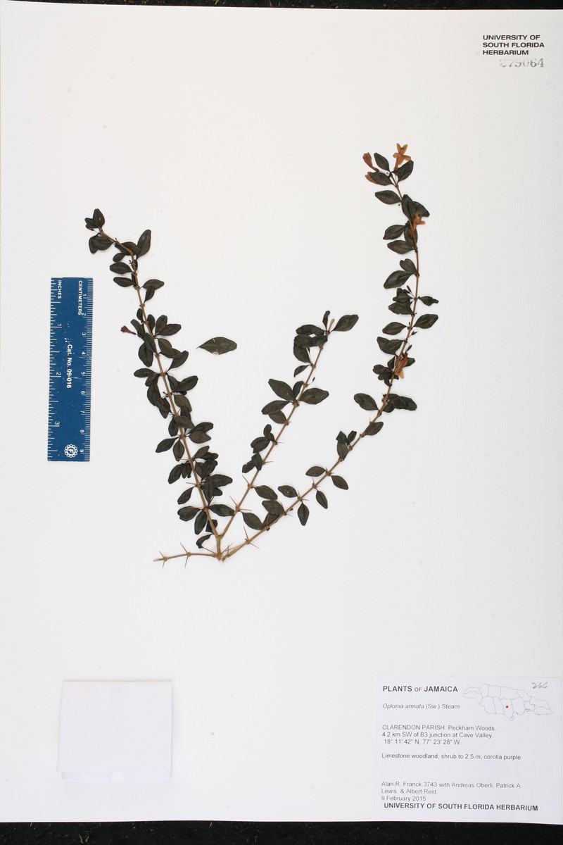 Oplonia armata photo 8