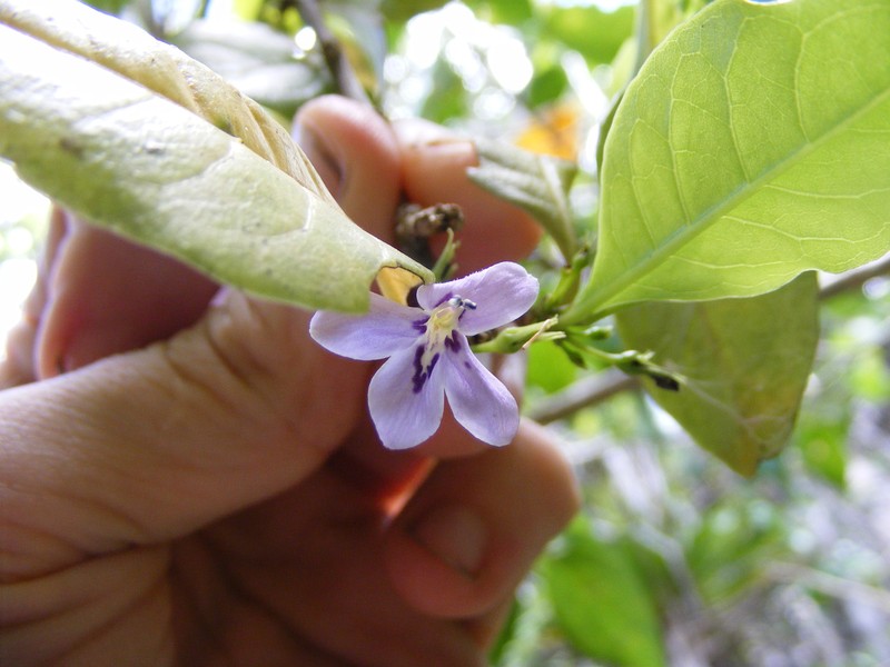 Oplonia jamaicensis photo 2