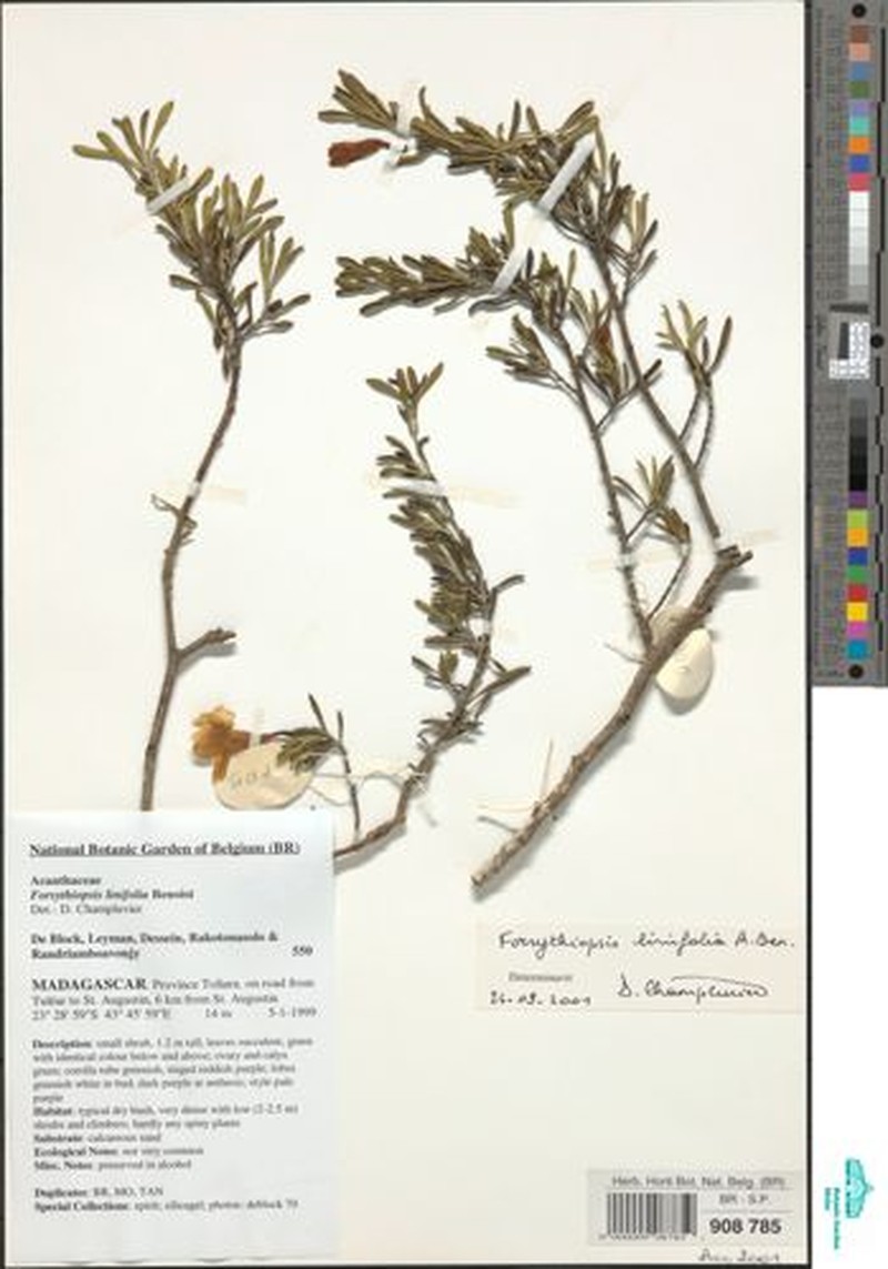 Oplonia linifolia