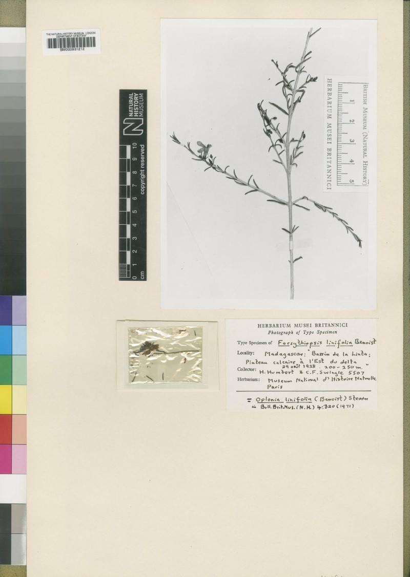 Oplonia linifolia photo 2