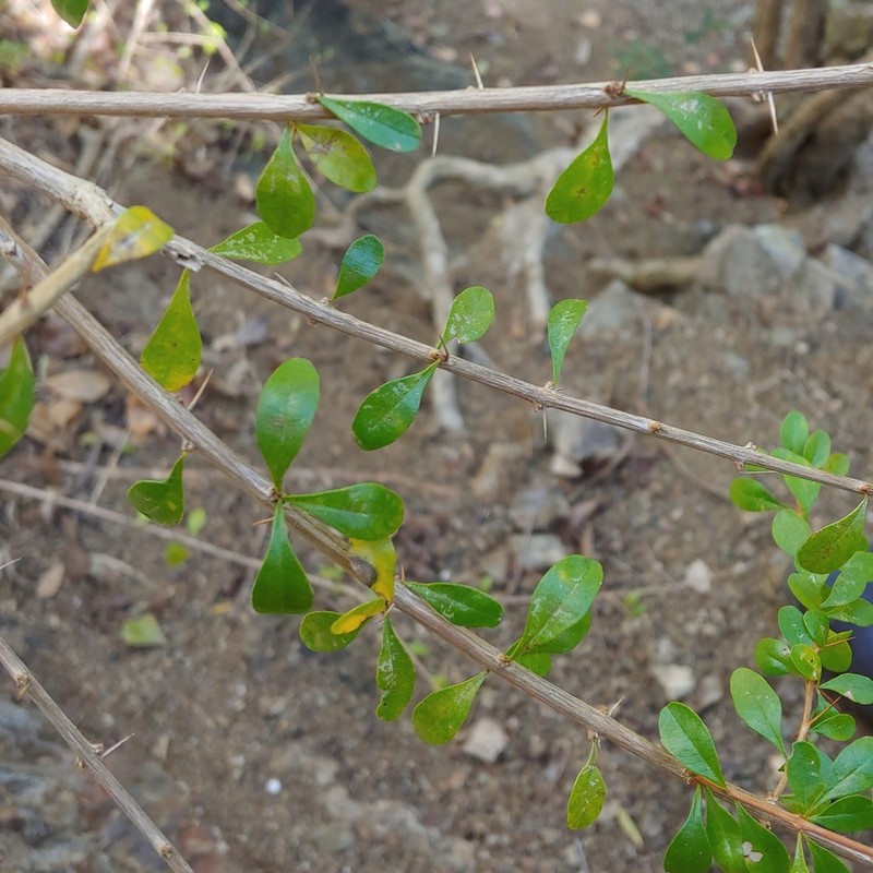 Thicketwort