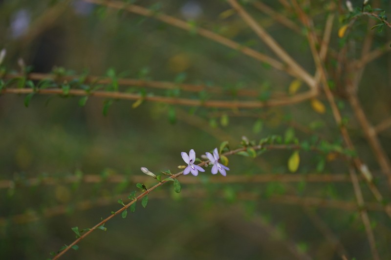 Thicketwort photo 3
