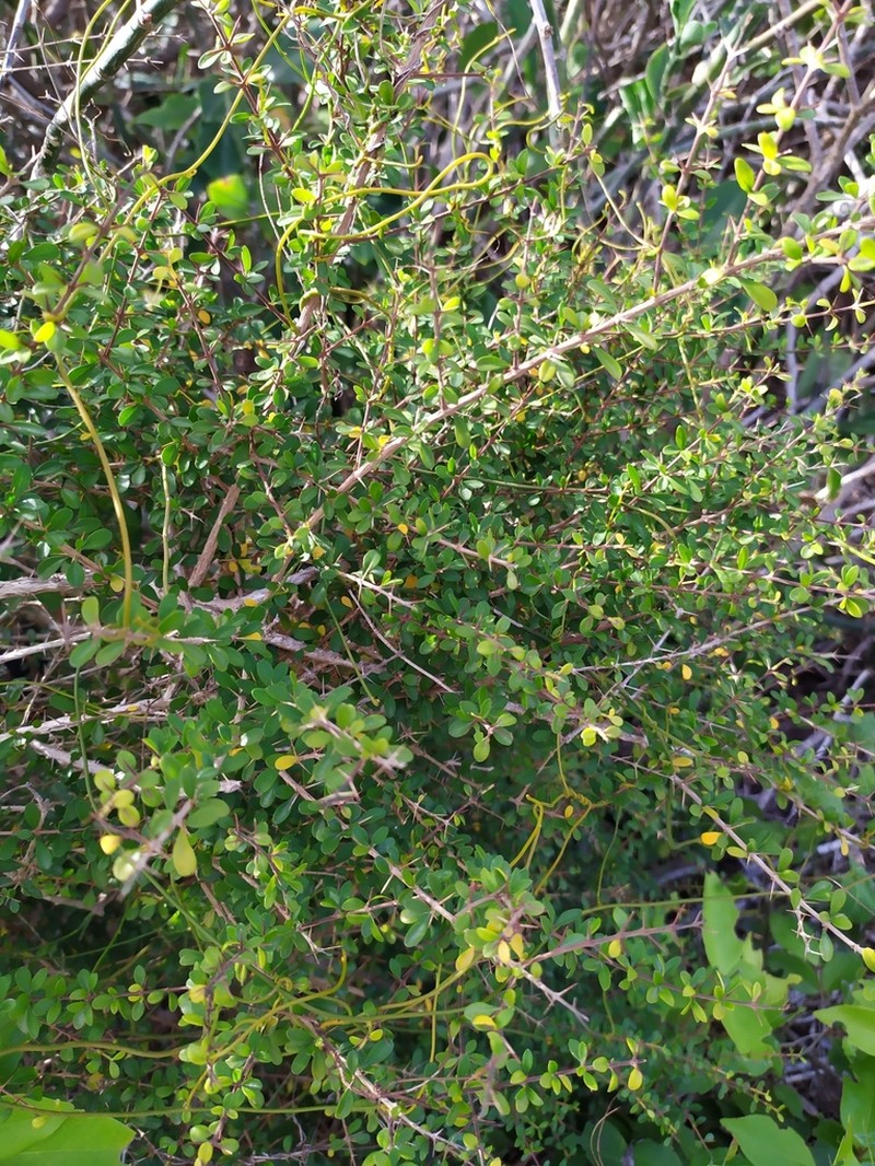 Thicketwort photo 5