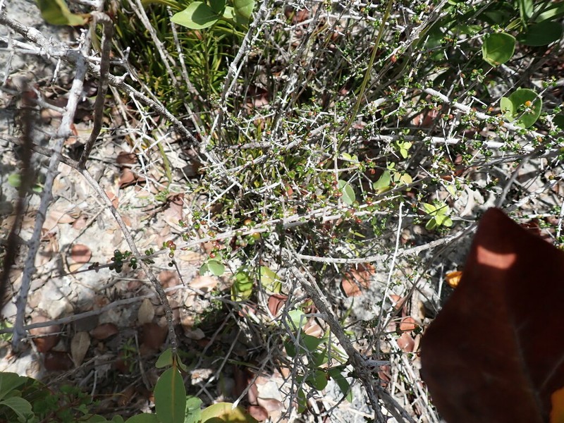 Thicketwort photo 6