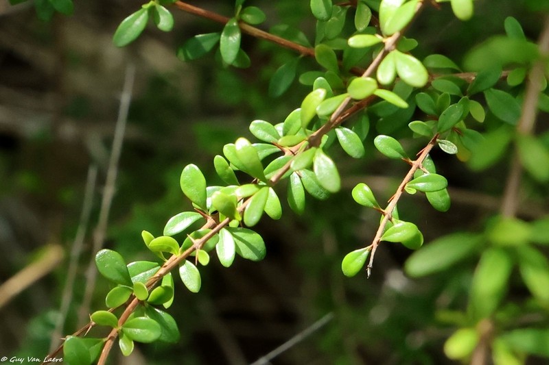 Thicketwort photo 7