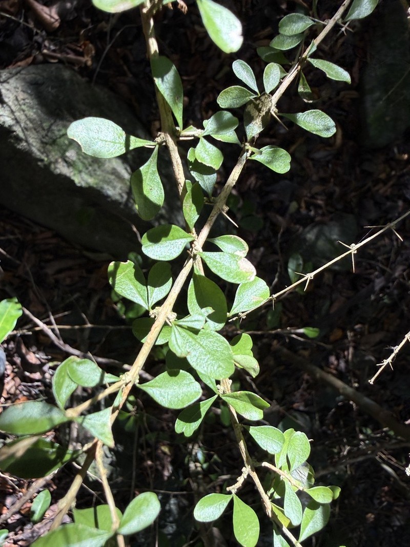 Thicketwort photo 8
