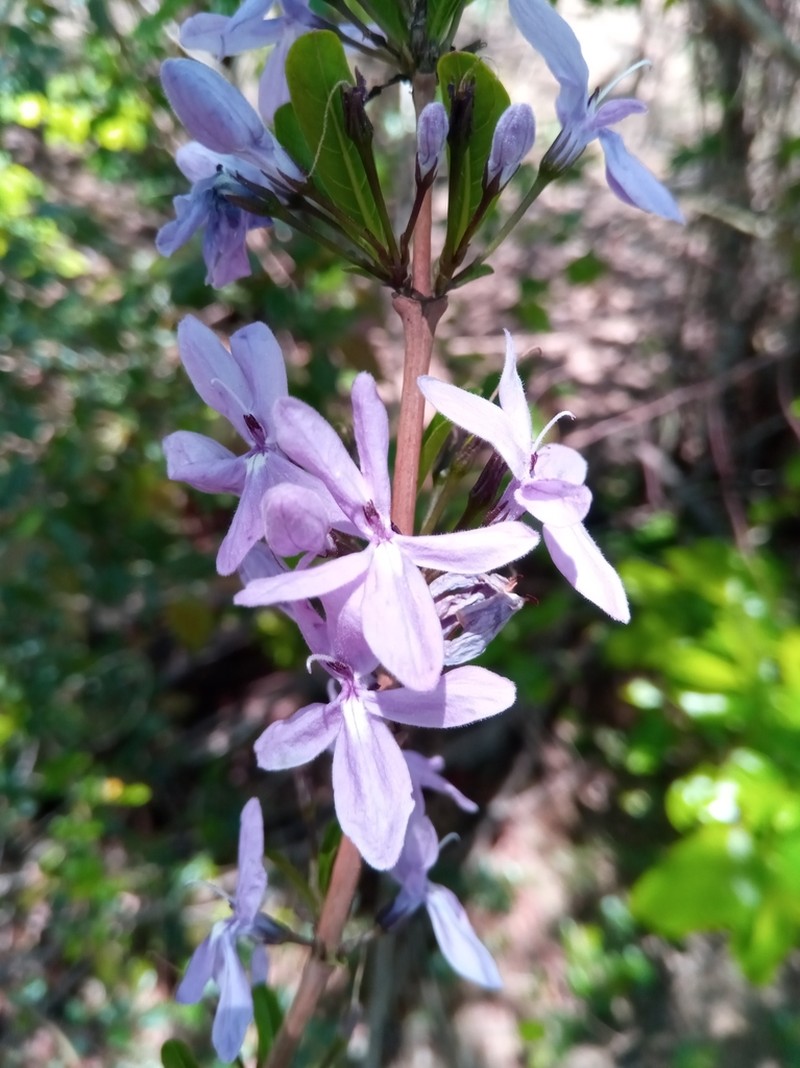 Oplonia minor