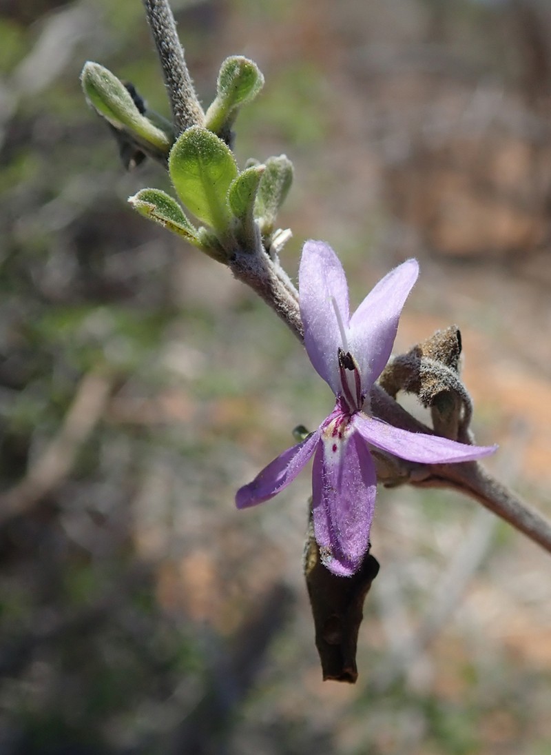 Oplonia minor photo 2
