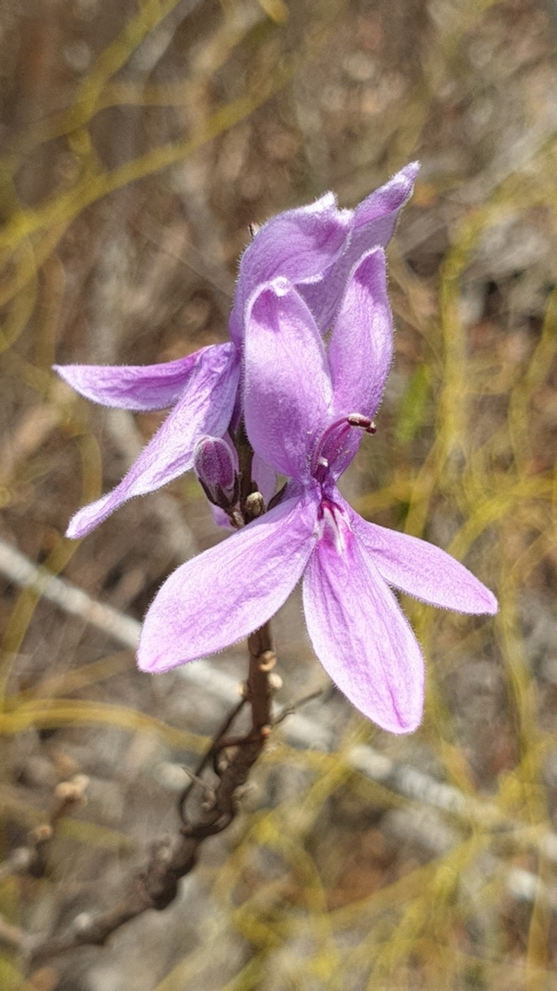 Oplonia minor photo 3