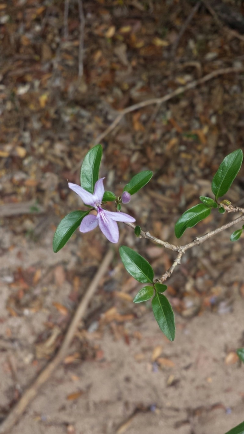 Oplonia minor photo 6