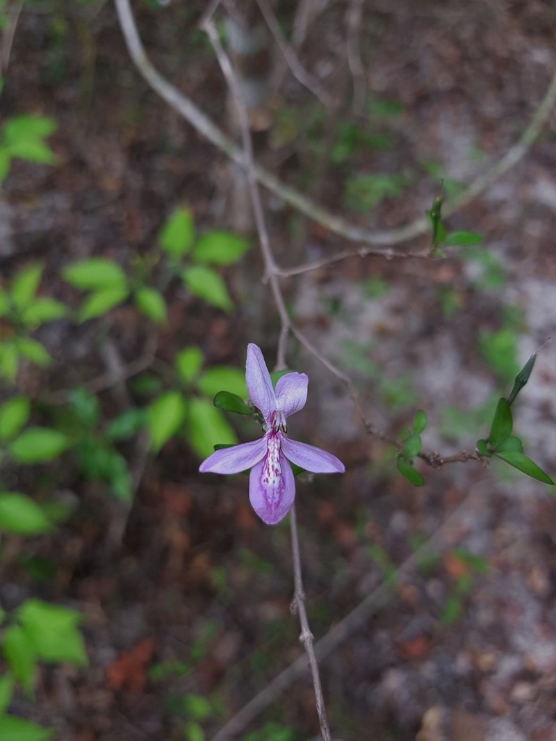 Oplonia minor photo 7