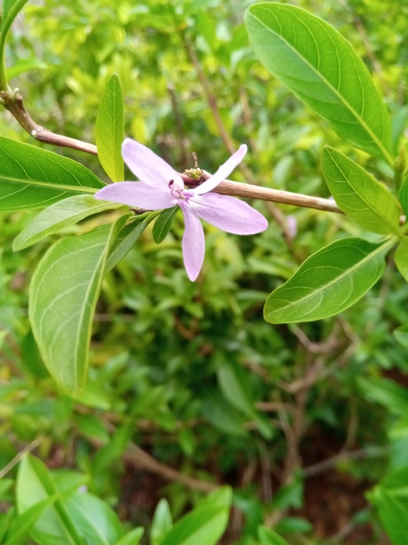Oplonia minor photo 8
