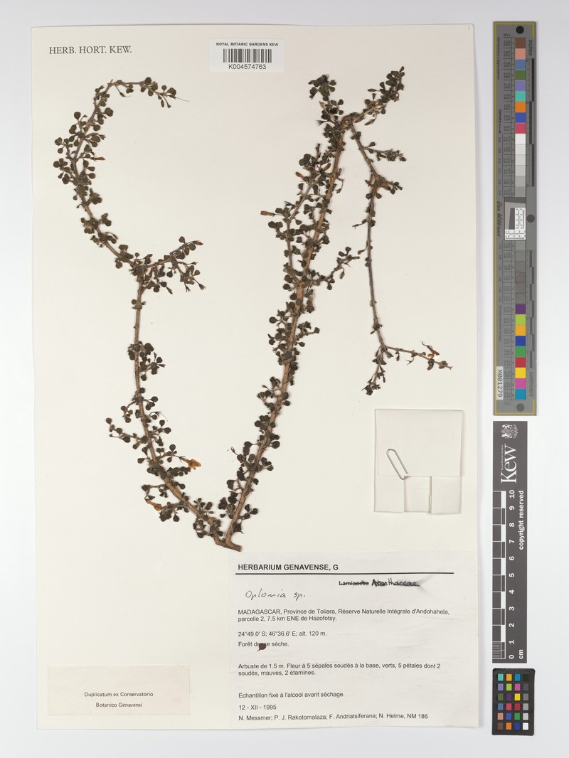 Oplonia minor var. minor