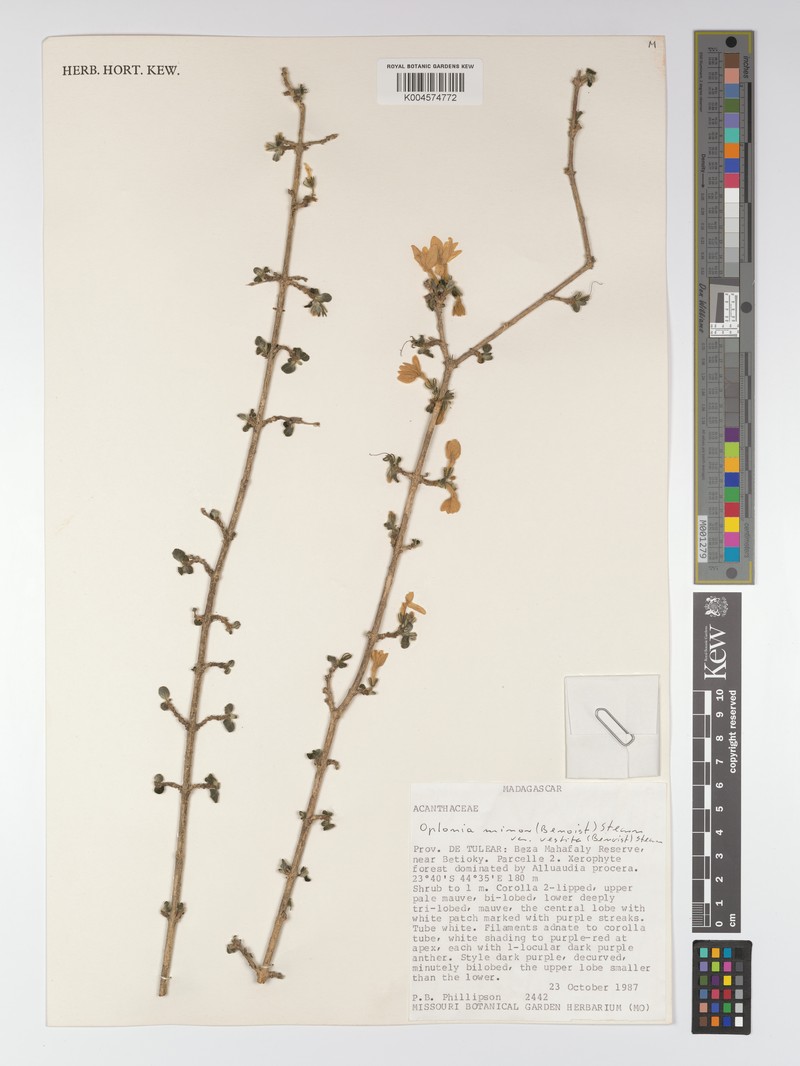 Oplonia minor var. vestita
