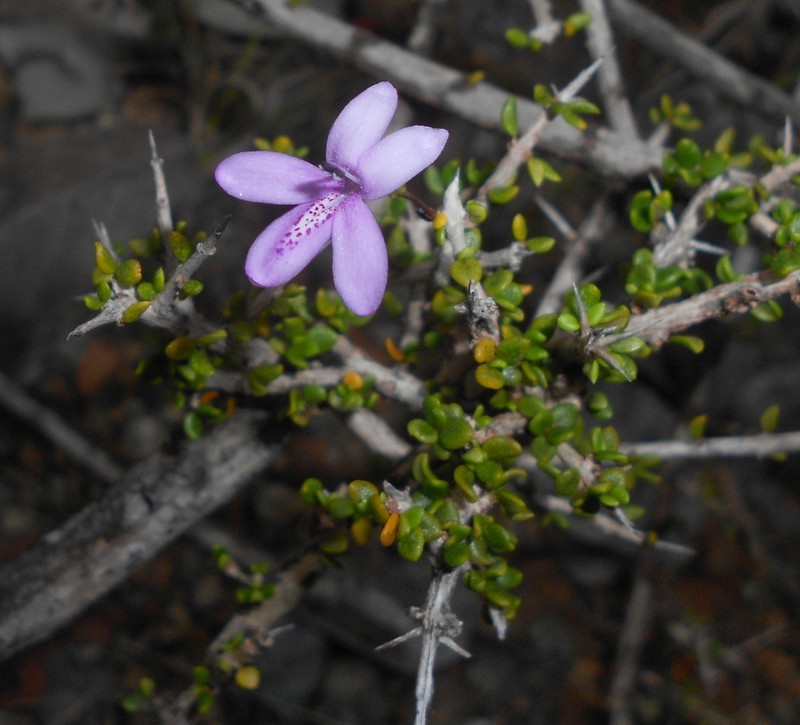 Oplonia moana