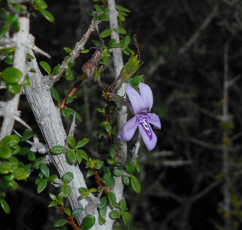 Oplonia multigemma
