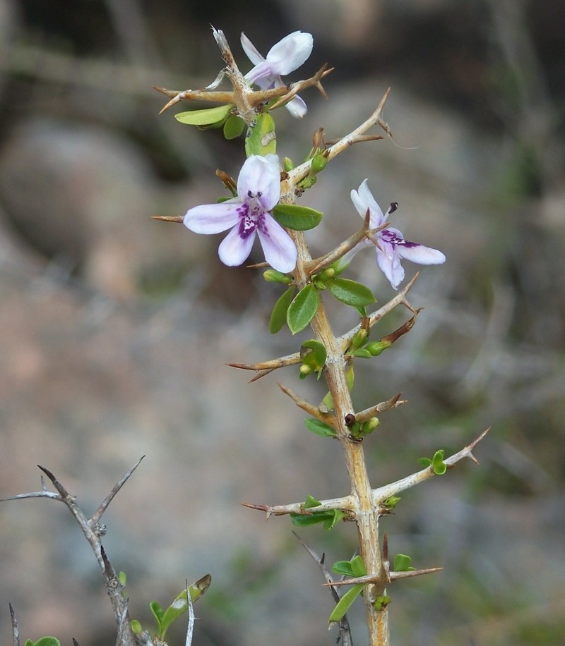 Oplonia polyece