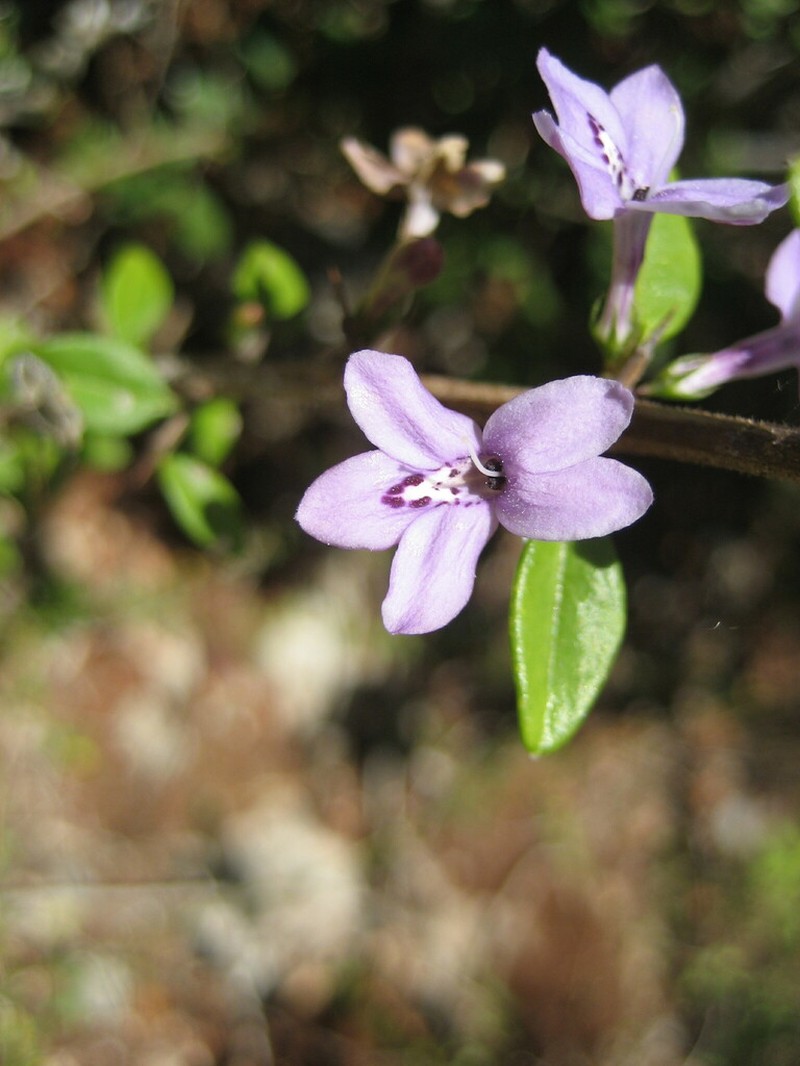 Oplonia polyece photo 3