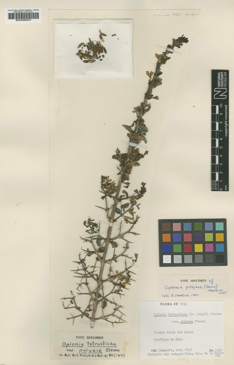 Oplonia polyece photo 7