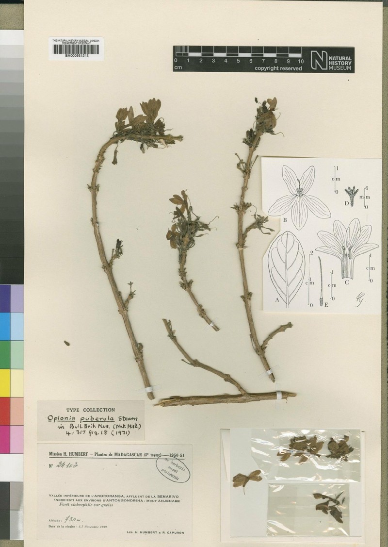 Oplonia puberula