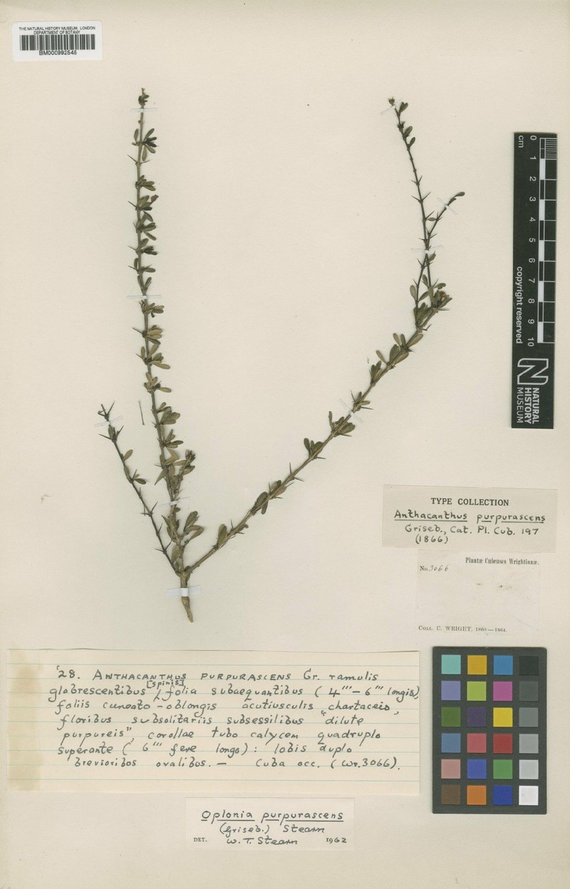 Oplonia purpurascens