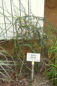 Pricklybush