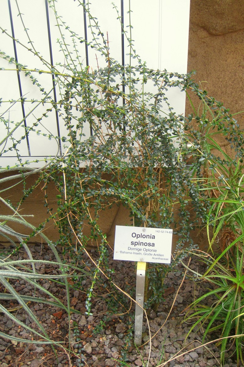 Pricklybush