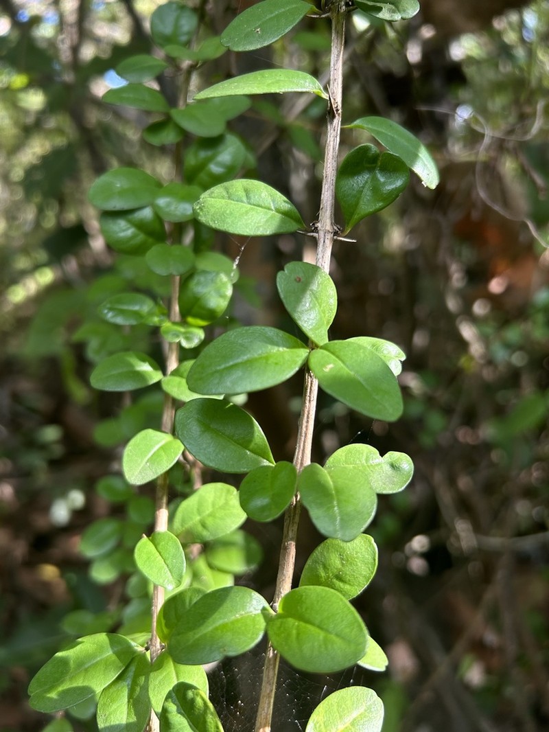 Pricklybush photo 3